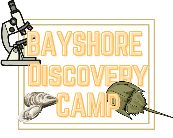 BAYSHORE DISCOVERY CAMP (2)