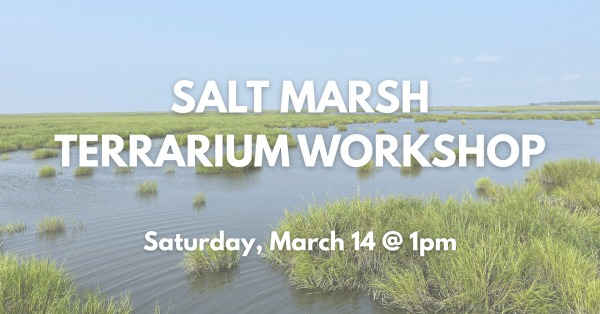 Salt Marsh Terrarium Workshop: 1 PM