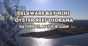 Mini oyster reef diorama craft for kids featuring Delaware Bay oyster shells and reef habitat model